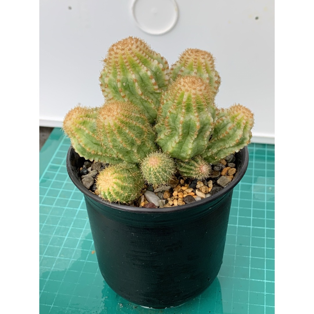 12 エキノプシス・ロイホワイト　袖台付　鉢付　Echinopsis ハンドメイドのフラワー/ガーデン(プランター)の商品写真