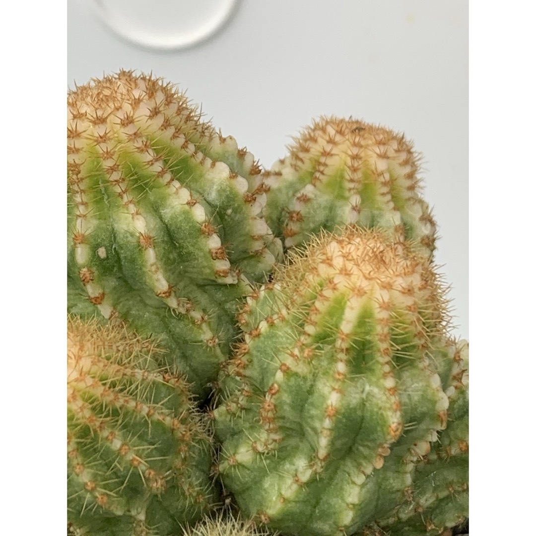 12 エキノプシス・ロイホワイト　袖台付　鉢付　Echinopsis ハンドメイドのフラワー/ガーデン(プランター)の商品写真