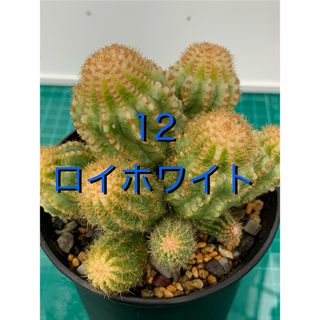 12 エキノプシス・ロイホワイト　袖台付　鉢付　Echinopsis(プランター)