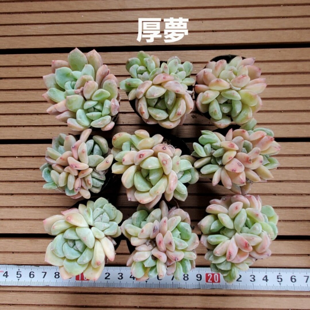 多肉植物『厚夢』９苗セット インテリア/住まい/日用品のインテリア小物(その他)の商品写真