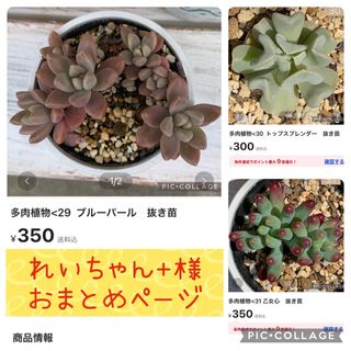 多肉植物　れいちゃん+様おまとめページ(その他)