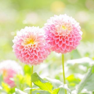 【花の種】ダリア☆ポンポン八重咲き 混色種子 20粒以上！宿根草 球根 切花