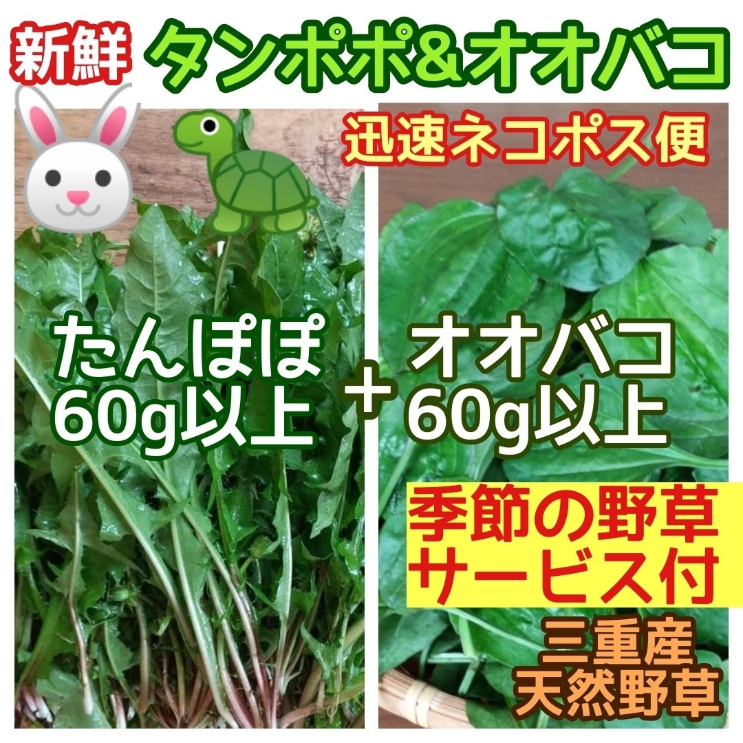 新鮮 オオバコ+タンポポ 合計120g以上+季節野草付き♪ ウサギ リクガメ 他 その他のペット用品(小動物)の商品写真