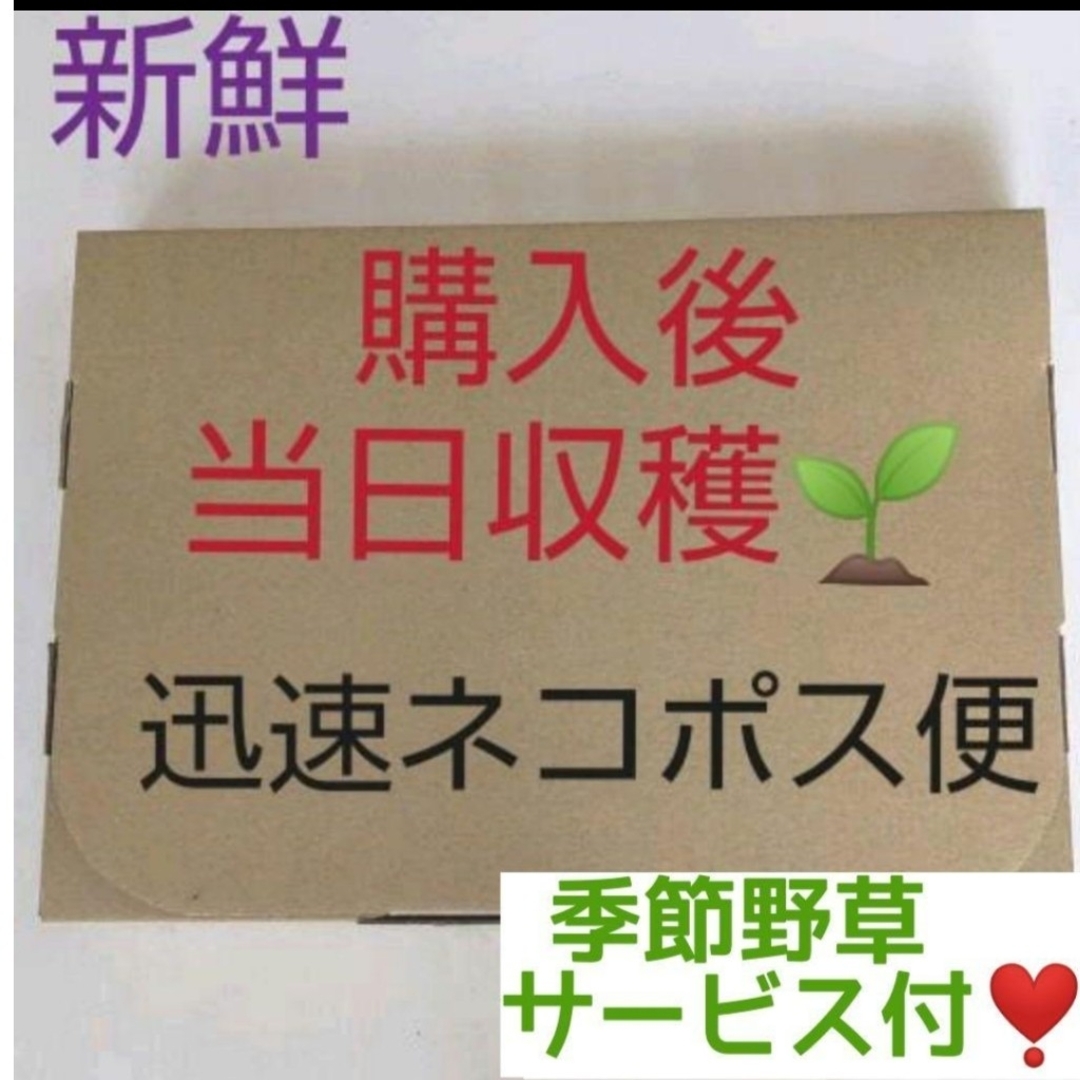 新鮮 オオバコ+タンポポ 合計120g以上+季節野草付き♪ ウサギ リクガメ 他 その他のペット用品(小動物)の商品写真