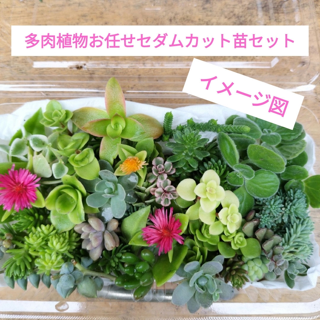 多肉植物お任せセダムカット苗セット ハンドメイドのフラワー/ガーデン(その他)の商品写真