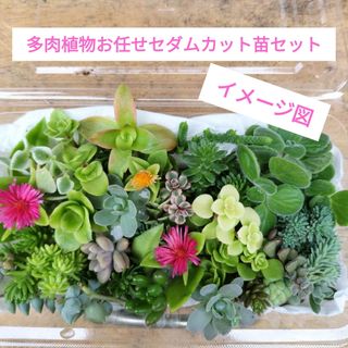 多肉植物お任せセダムカット苗セット(その他)