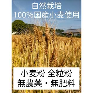 自然栽培 国産小麦(ミナミノカオリ) 全粒粉 450ｇ 令和5年収穫 送料無料