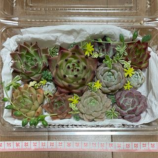 多肉植物 詰め合わせ セダム エケベリア セット(その他)