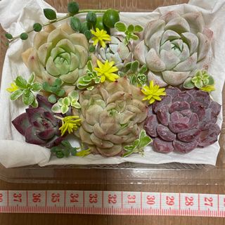 多肉植物 カット苗 詰め合わせ セダム エケベリア セット 寄せ植え(プランター)