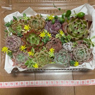 多肉植物 カット苗 詰め合わせ エケベリア セダム セット 寄せ植え(その他)