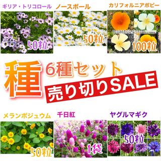 種6種セット  売り切りSALE②(その他)