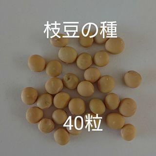 【自然栽培】枝豆の種40粒(野菜)