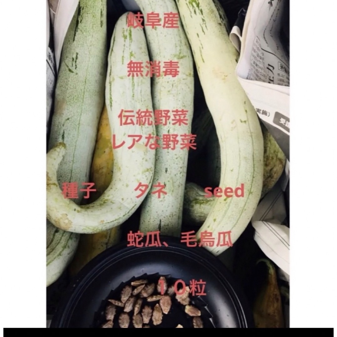 無消毒 伝統野菜、レアな野菜 種子、タネ、seed、蛇瓜、毛烏瓜10粒 ハンドメイドのフラワー/ガーデン(プランター)の商品写真