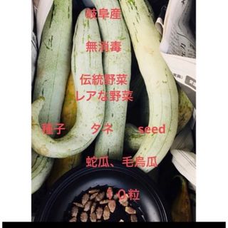 無消毒  伝統野菜、レアな野菜 種子、タネ、seed、蛇瓜、毛烏瓜１０粒(野菜)