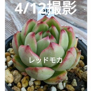 27♥まんまるレッドモカ♥　根あり　多肉植物(プランター)