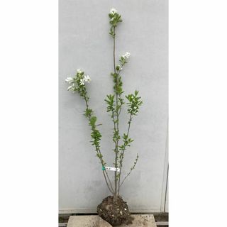 《現品》利休梅（リキュウバイ）樹高1.2ｍ（根鉢含まず）69【庭木/苗木/植木】(その他)