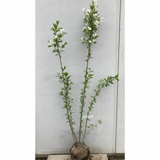 《現品》利休梅（リキュウバイ）樹高1.3ｍ（根鉢含まず）70【庭木/苗木/植木】(その他)