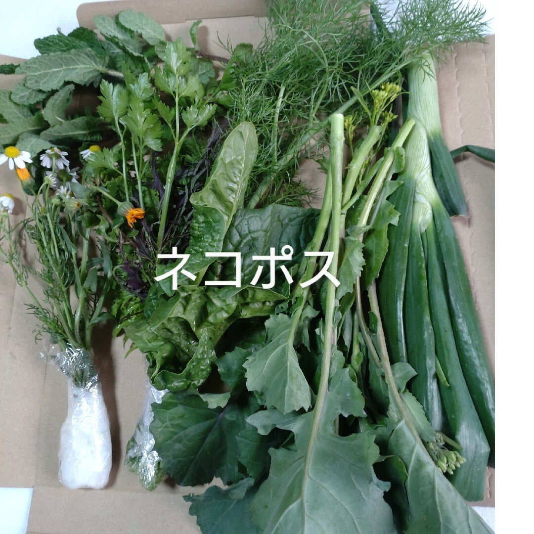 野菜セットネコポス   21 食品/飲料/酒の食品(野菜)の商品写真