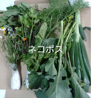 野菜セットネコポス   21(野菜)