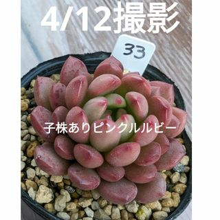 33♥子株ありピンクルルビー♥　根あり　多肉植物(プランター)