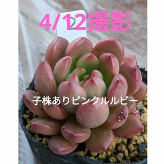 2♥子株ありピンクルルビー♥　根あり　多肉植物(プランター)