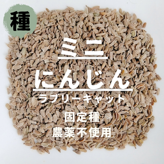 【種】ミニにんじん　ラブリーキャロット　無農薬　200粒(野菜)