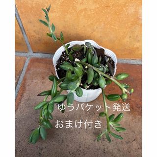 蕾持ち　アーモンドネックレス　抜き苗＋おまけ　多肉植物　セダム　ゆうパケット発送(その他)