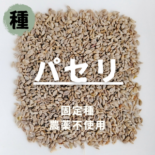 【種】パセリ　無農薬　70粒(野菜)