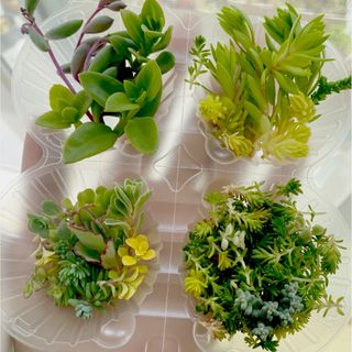 多肉植物 セダム 15種類  寄せ植え用(その他)