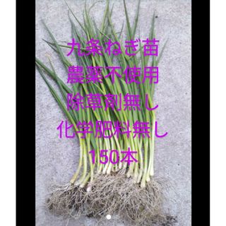 九条ネギ苗 無農薬除草剤無し(野菜)