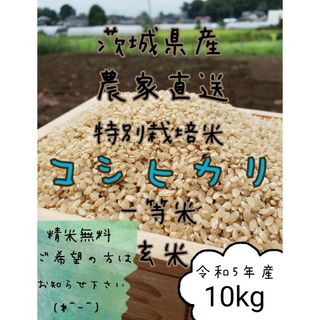 玄米コシヒカリ 　10キロ　令和5年　お米　白米　精米　 茨城県産