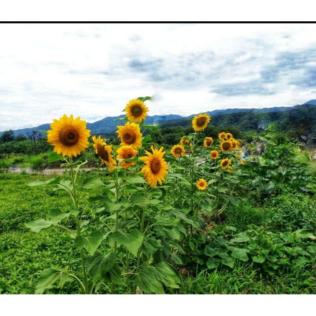 大きくそだつひまわりの種　たっぷり14g約200粒　花畑　ペットのご給餌にも◎ エンタメ/ホビーのエンタメ その他(その他)の商品写真