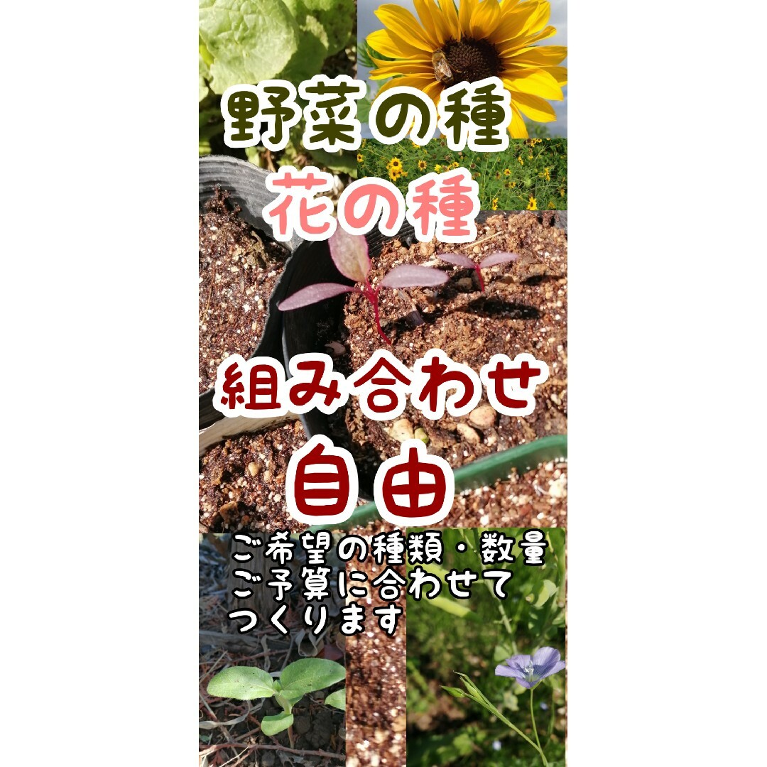 大きくそだつひまわりの種　たっぷり14g約200粒　花畑　ペットのご給餌にも◎ エンタメ/ホビーのエンタメ その他(その他)の商品写真