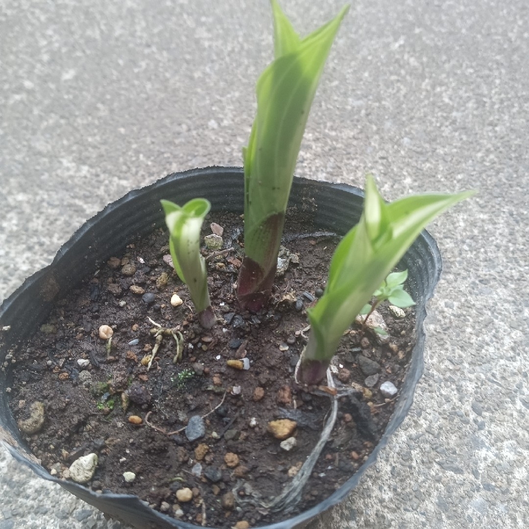 ギボウシ　ホスタ　斑入り　３芽（１ポット）抜き苗 ハンドメイドのフラワー/ガーデン(その他)の商品写真