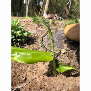 みょうが苗　ミョウガ苗　地下茎　500g(野菜)