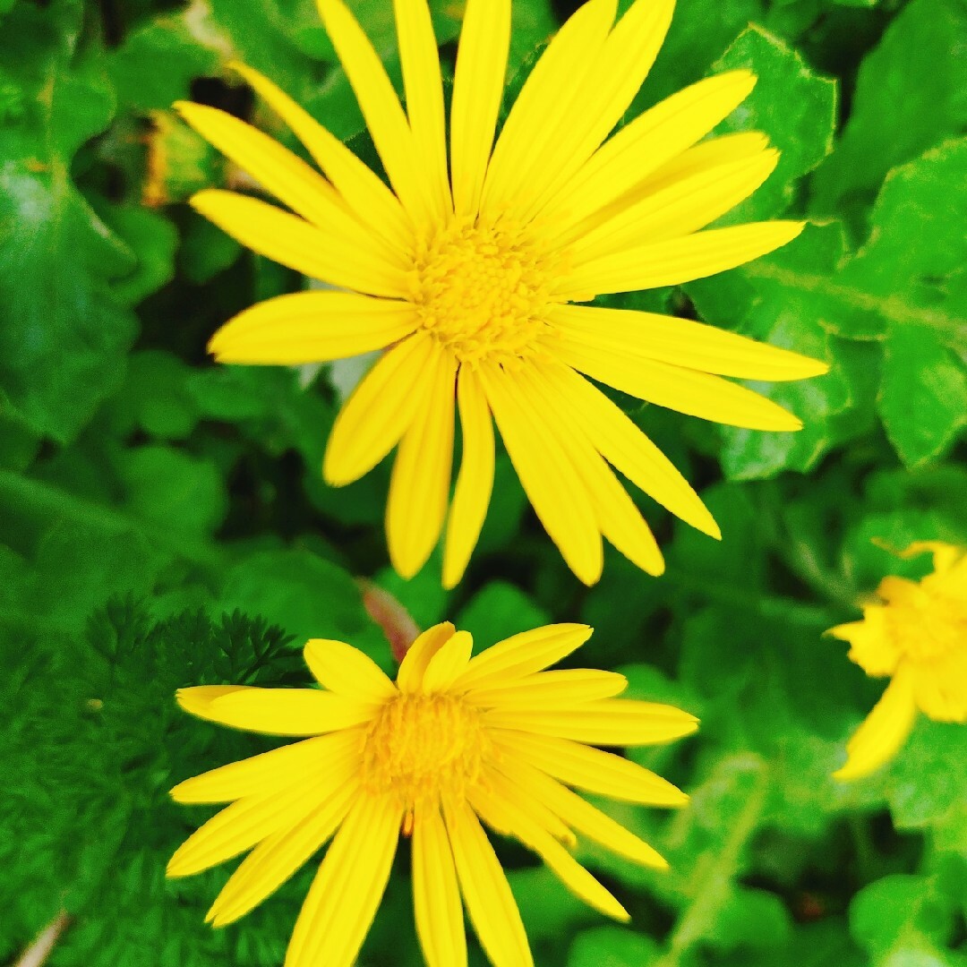 黄色い花　花　苗　花苗　たんぽぽ　タンポポ　宿根草　多年草　花　花苗　苗　花壇 ハンドメイドのフラワー/ガーデン(その他)の商品写真