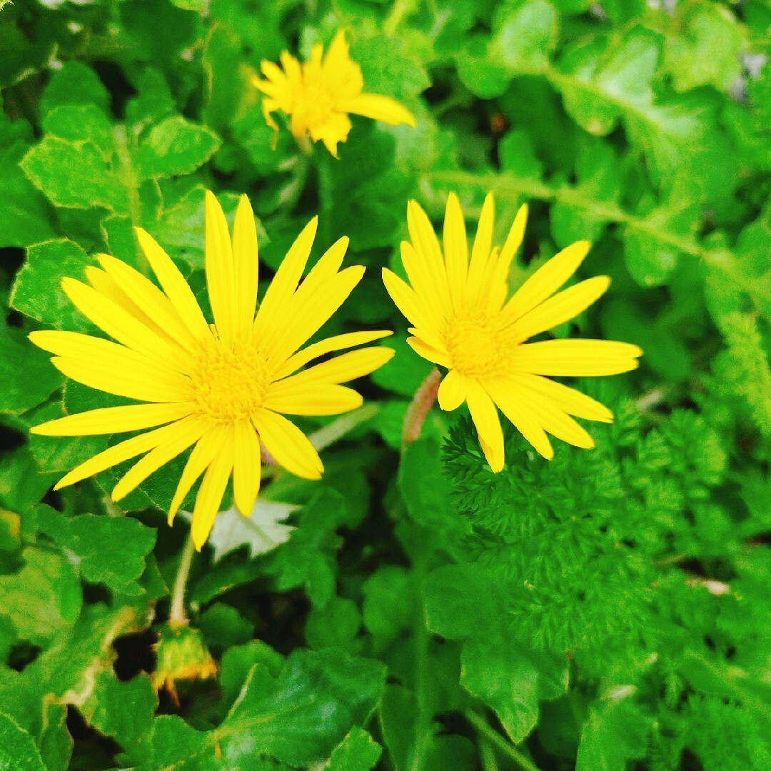 黄色い花　花　苗　花苗　たんぽぽ　タンポポ　宿根草　多年草　花　花苗　苗　花壇 ハンドメイドのフラワー/ガーデン(その他)の商品写真