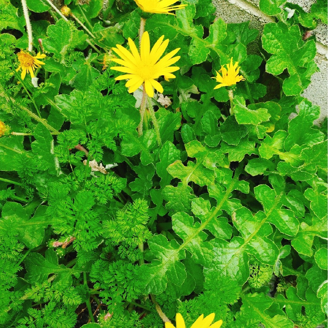 黄色い花　花　苗　花苗　たんぽぽ　タンポポ　宿根草　多年草　花　花苗　苗　花壇 ハンドメイドのフラワー/ガーデン(その他)の商品写真