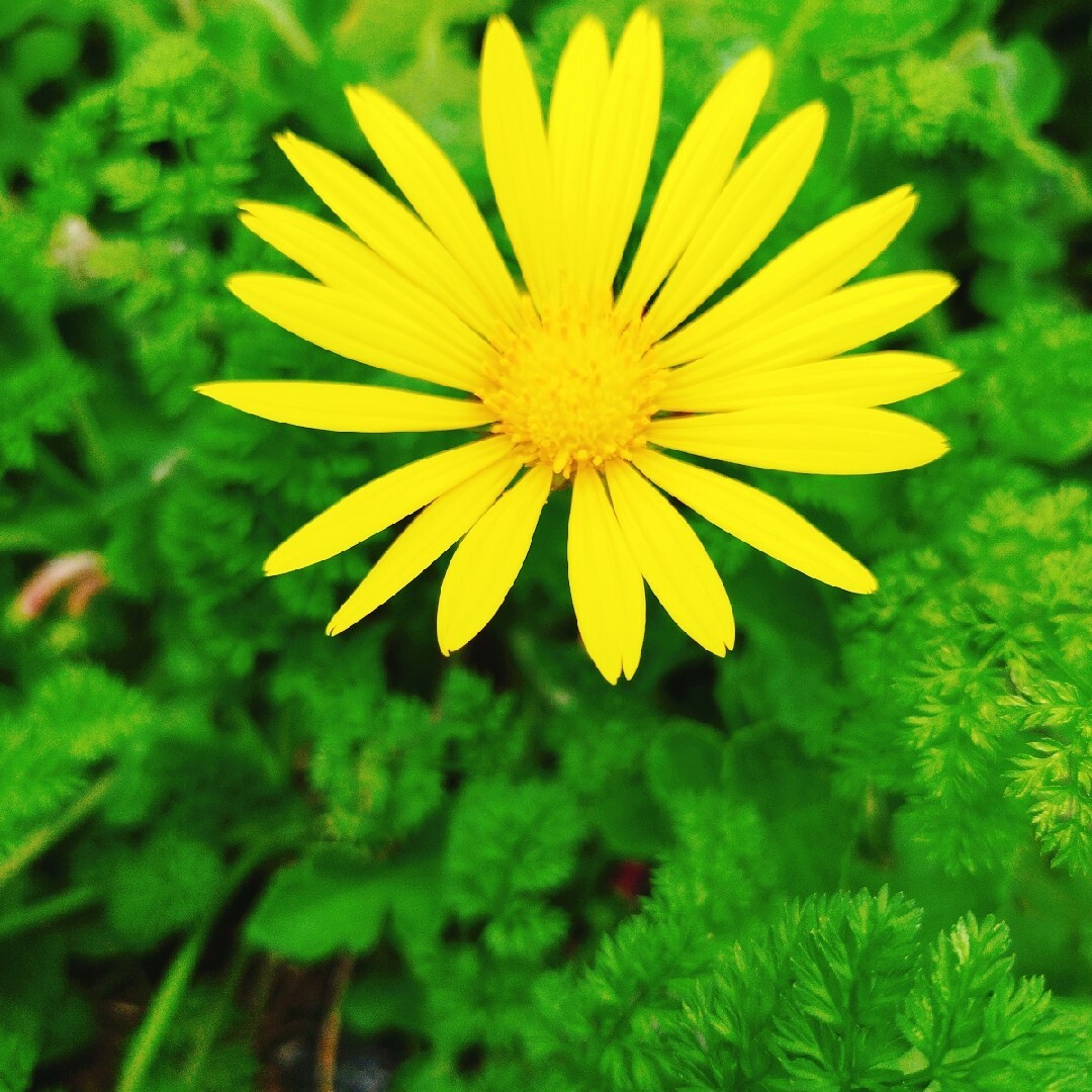 黄色い花　花　苗　花苗　たんぽぽ　タンポポ　宿根草　多年草　花　花苗　苗　花壇 ハンドメイドのフラワー/ガーデン(その他)の商品写真