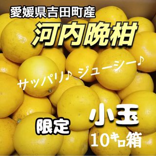 【限定】愛媛県産★農家直送★河内晩柑 小玉 10㌔箱(フルーツ)