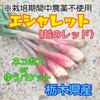 栃木県産　エシャレット(越のレッド)300g【ネコポス又はゆうパケット】(野菜)