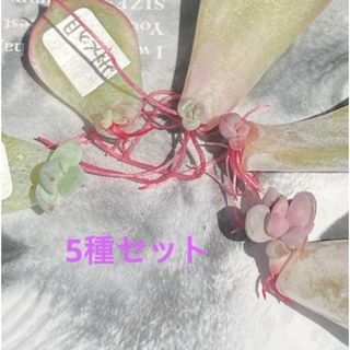 多肉植物^o^ 葉挿し赤ちゃん5種セット(その他)