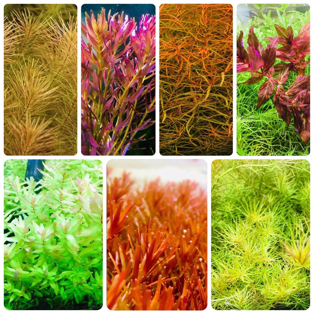 水草セット　7種類 水中葉　無農薬　無害虫 その他のペット用品(アクアリウム)の商品写真
