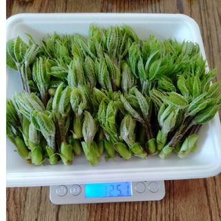 天然コシアブラ　１２０グラム　Ｂ品(野菜)