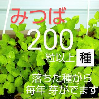 みつば⭐三つ葉の種　200 粒以上　無農薬　プランター栽培(野菜)