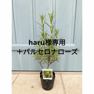 ナチュラルグリーンの花が目を引く　☘　ラベンダー　グリーン　☘　苗　ハーブ(その他)