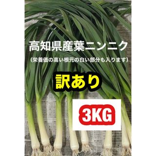 高知県産葉にんにく　葉ニンニク　野菜　産地直送3kg wjd(野菜)