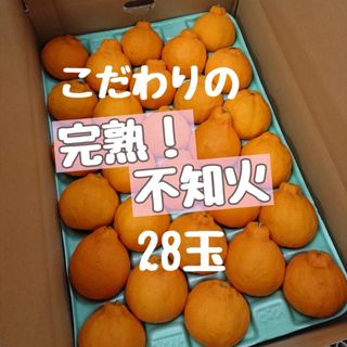 完熟不知火　28玉　赤青秀品(フルーツ)