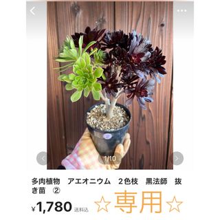 多肉植物　アエオニウム　2色枝　黒法師　抜き苗　②(その他)