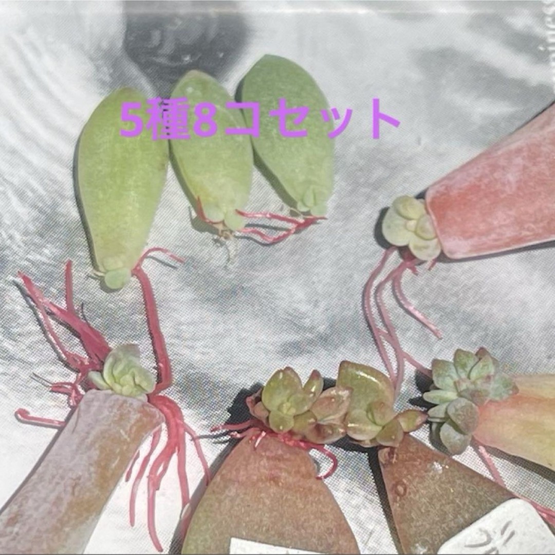 多肉植物^o^ 葉挿し赤ちゃん5種8コセットセット ハンドメイドのフラワー/ガーデン(その他)の商品写真